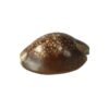 Bucio marron